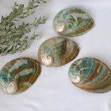 Natural Pearl Abalone Shell