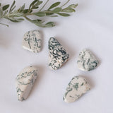 Tree Agate Tumbled